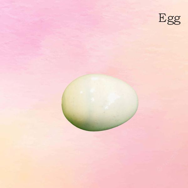 Egg Kids Game