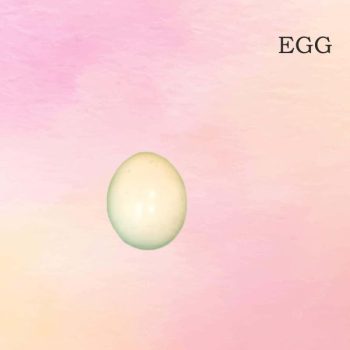 Egg
